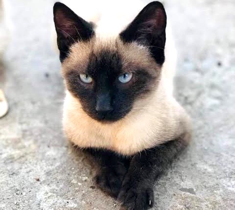 [picture of Bastian, a Siamese seal point\ cat] 