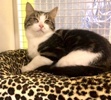 A picture of #ET03754: Saucey a Domestic Short Hair marble tabby/white