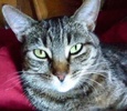 [picture of Little Mama, a Domestic Short Hair gray tabby cat]