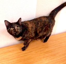[picture of Catina, a Domestic Short Hair tortie cat]