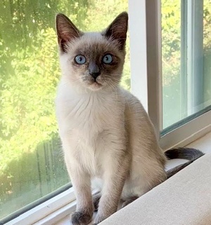 [another picture of Frankie, a Siamese Mix blue point\ cat] 