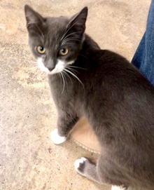 [another picture of Tito, a Domestic Short Hair blue/white\ cat] 
