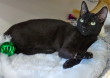 [another picture of Newman, a Domestic Short Hair black\ cat] 