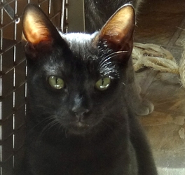 [picture of Newman, a Domestic Short Hair black cat]