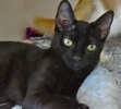 [picture of Newman, a Domestic Short Hair black cat]