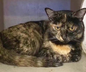 [picture of Dilys, a Domestic Short Hair tortie cat]