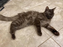 [another picture of Teddy Bear, a Domestic Long Hair black/brown marble\ cat] 