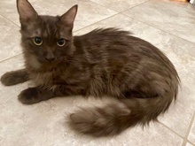 [picture of Teddy Bear, a Domestic Long Hair black/brown marble\ cat] 