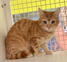[picture of Q, a Domestic Short Hair orange cat]