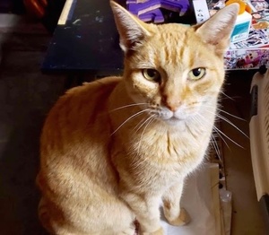 [picture of Mason, a Domestic Short Hair orange tabby\ cat] 