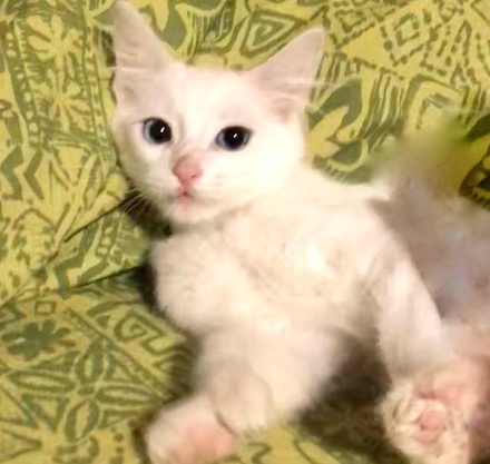 [picture of Joesette, a Hemingway Polydactyl white\ cat] 