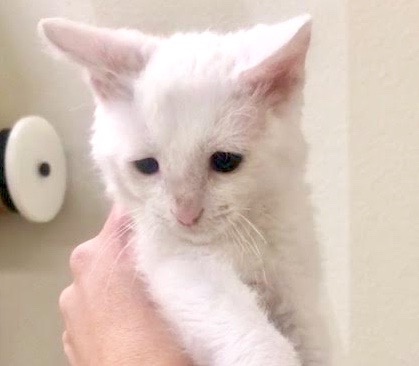[picture of Coconut, a Turkish Van Mix white\ cat] 