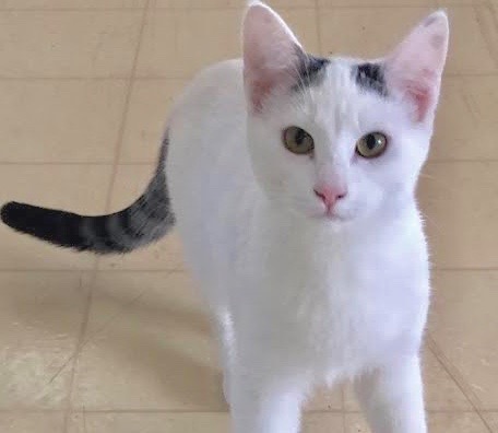 [picture of Angeli, a Turkish Van Mix white/black\ cat] 