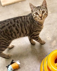 [picture of Torrance, a Domestic Short Hair gray tabby cat]