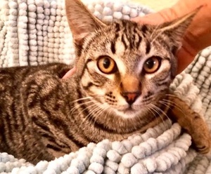 [picture of Torrance, a Domestic Short Hair gray tabby\ cat] 
