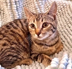 [picture of Duchie, a Domestic Short Hair gray  tabby\ cat] 