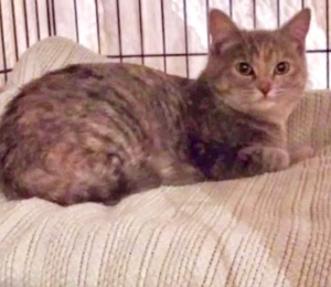[picture of Spice, a Domestic Medium Hair dilute tortie\ cat] 