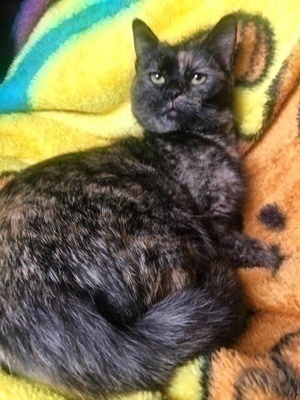 [another picture of Amitola, a Domestic Medium Hair tortie\ cat] 