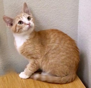 [another picture of Kyle, a Domestic Short Hair orange/white\ cat] 