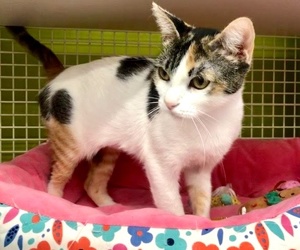 [another picture of Steffi, a Domestic Short Hair calico\ cat] 