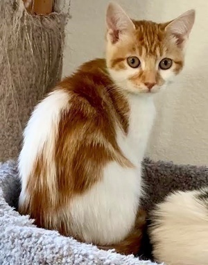 [another picture of Borris, a Domestic Medium Hair orange/white\ cat] 