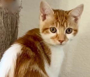 [picture of Borris, a Domestic Medium Hair orange/white\ cat] 