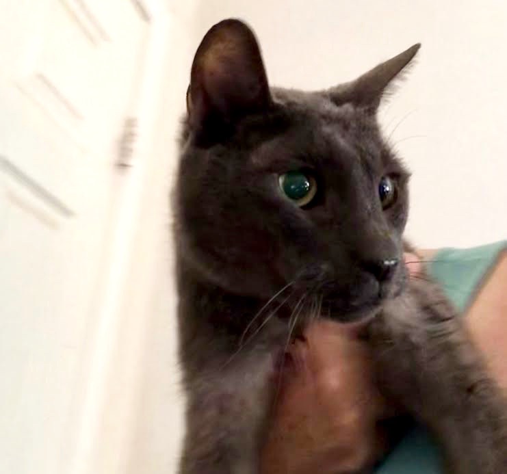 [picture of Purman, a Domestic Short Hair blue\ cat] 