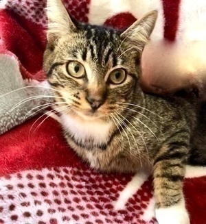 [picture of Elizabeta, a Domestic Short Hair brown tabby/white\ cat] 