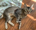 [picture of Rose, a Abyssinian Mix gray cat]