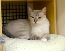 [picture of Aurora, a Siamese/Domestic Short Hair-x lynx point cat]