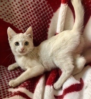[another picture of Lantano, a Domestic Short Hair white\ cat] 