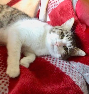 [picture of Frigga, a Domestic Short Hair brown tabby/white cat]