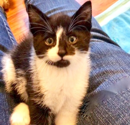 [picture of Peppa, a Domestic Short Hair black/white cat]