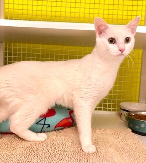 [another picture of Snow Flake, a Domestic Short Hair white\ cat] 