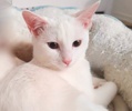 [picture of Snow Flake, a Domestic Short Hair white cat]