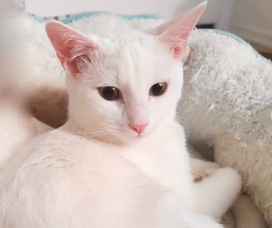 [picture of Snow Flake, a Domestic Short Hair white\ cat] 