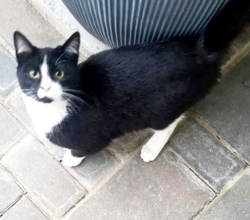 [picture of Tuxedo Cake, a Domestic Medium Hair black/white\ cat] 