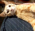 [picture of Moony, a Domestic Short Hair orange cat]