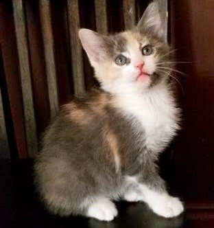[another picture of Tallulah, a Domestic Short Hair dilute calico\ cat] 