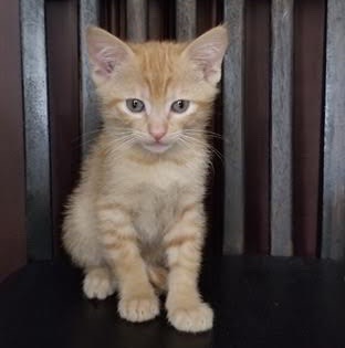 [picture of Julius, a Domestic Short Hair orange tabby\ cat] 
