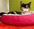 [picture of Madonna, a Domestic Short Hair calico cat]
