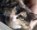 [picture of Madonna, a Domestic Short Hair calico cat]