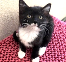 [picture of Peppercorn, a Domestic Medium Hair black/white cat]