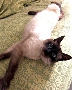 [another picture of Lucky, a Siamese seal point\ cat] 