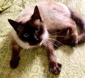 [picture of Lucky, a Siamese seal point cat]