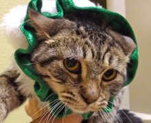 [picture of Serenity, a Domestic Short Hair brown ticked tabby cat]