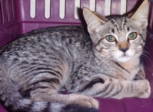 [picture of Serenity, a Domestic Short Hair brown ticked tabby cat]