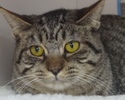 [picture of Serenity, a Domestic Short Hair brown ticked tabby cat]