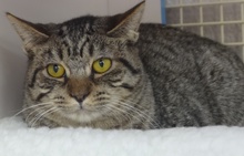 [picture of Serenity, a Domestic Short Hair brown ticked tabby cat]