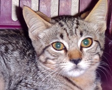 [picture of Serenity, a Domestic Short Hair brown ticked tabby\ cat] 